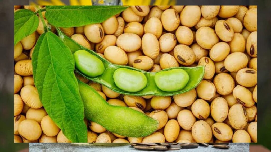 Omega-3 टॉप 10 फूड्स