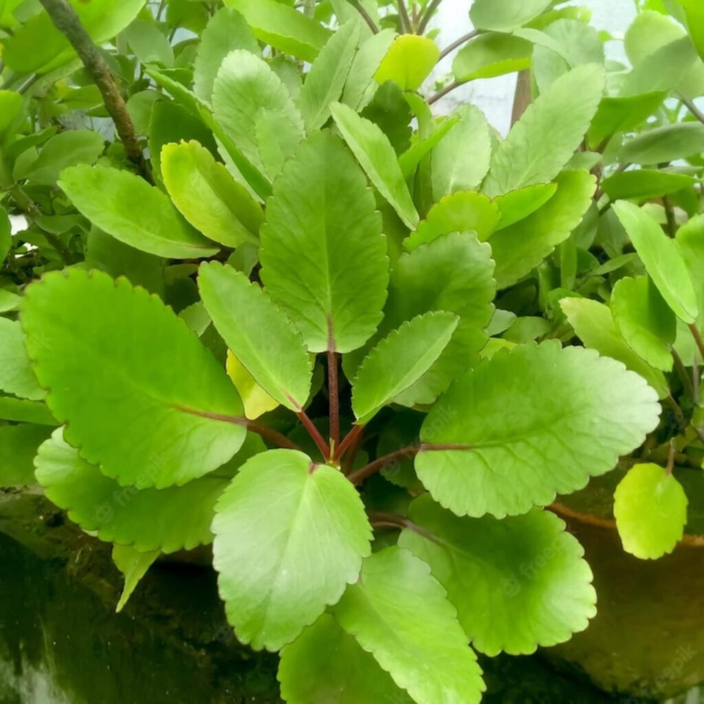 Home Remedies To Cure Kidney Stone
